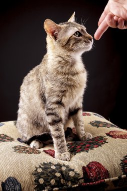siyah arka plan üzerinde sevimli kedi yavrusu
