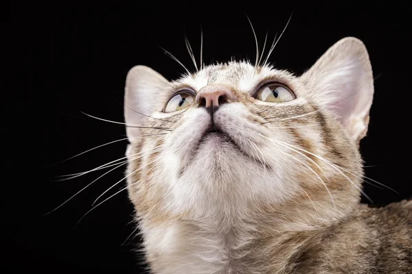 Precioso gatito en negro fondo —  Fotos de Stock