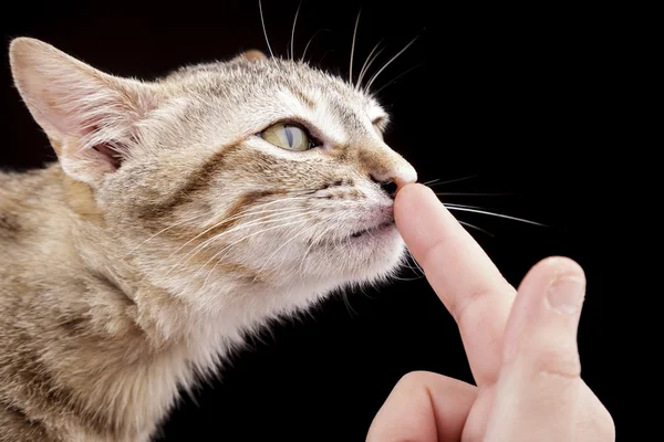 siyah arka plan üzerinde sevimli kedi yavrusu