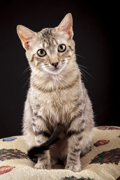 Precioso gatito en negro fondo —  Fotos de Stock