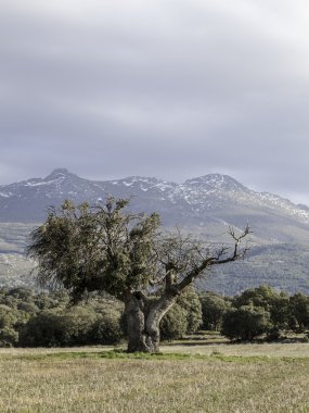 asırlık meşe