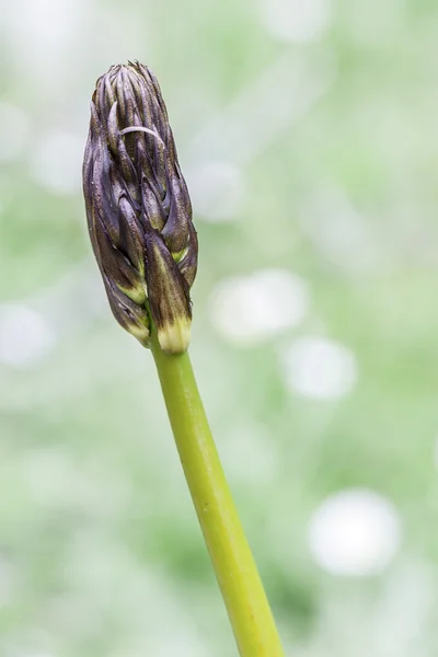 Spring shoots — Stock Photo, Image