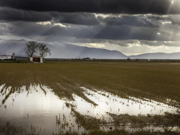 Buğday Storm — Stok fotoğraf