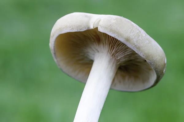 Small mushroom in its natural environment — Stock Photo, Image
