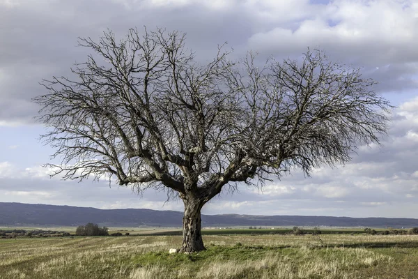 Centennial oak — Stock Photo, Image