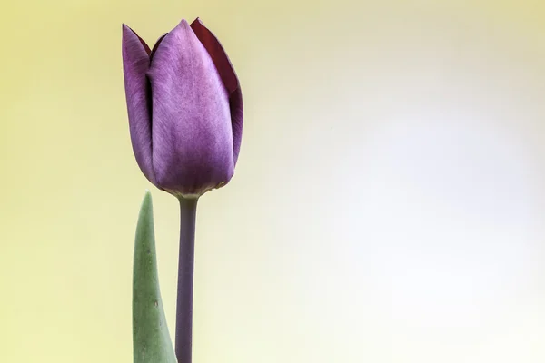 Tulips — Stock Photo, Image