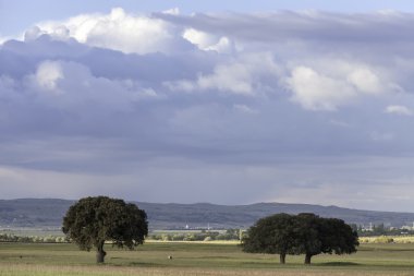 Oaks bulutlar altında