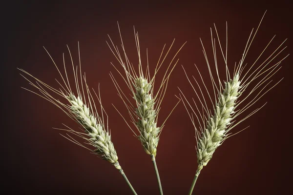 Siyah arka plan üzerine buğday Başak — Stok fotoğraf