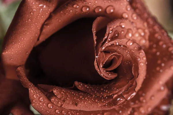 Detalle de un rosa mojado — Foto de Stock