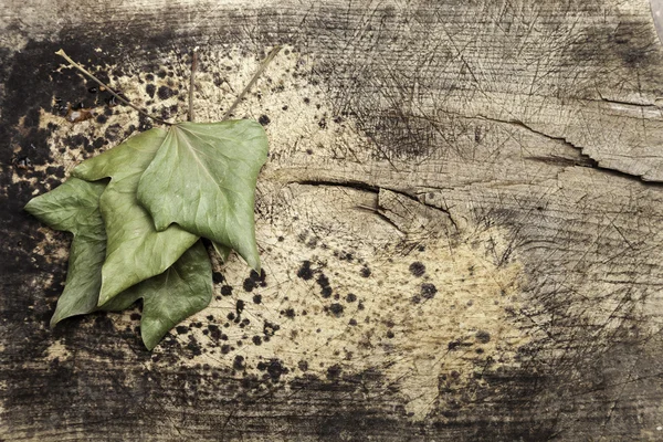 Листья на старом столе — стоковое фото