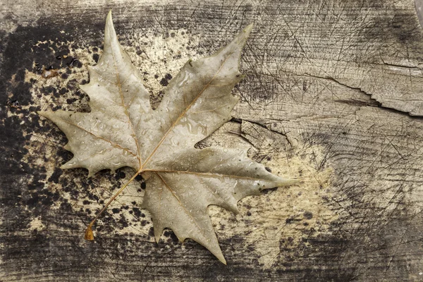 Leaves on an old table — Stock Photo, Image