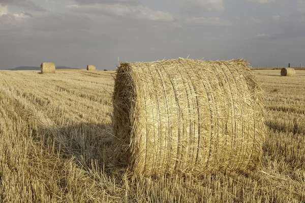 Saman balya — Stok fotoğraf