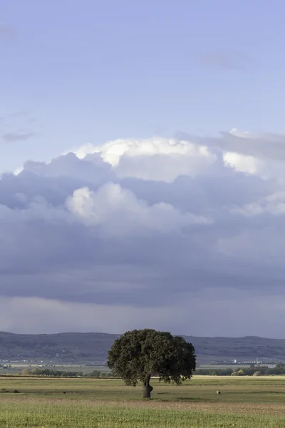 雲の下でオーク — ストック写真