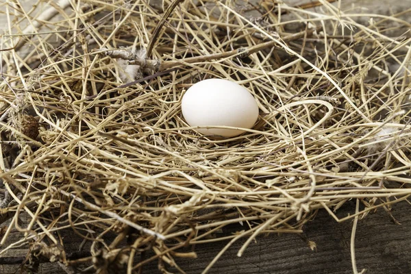 An egg in its nest — Stock Photo, Image