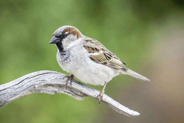 Sparrow on a branch — Stock Photo, Image