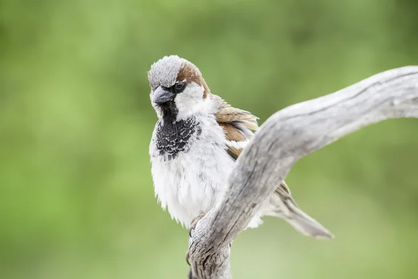 Sparrow on a branch — Stock Photo, Image