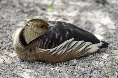 gölgede dinlenmek ördek