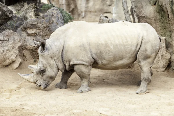 Rhinocéros blanc du Sud — Photo