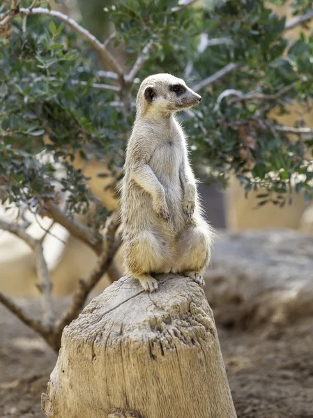 Meerkat africano — Fotografia de Stock