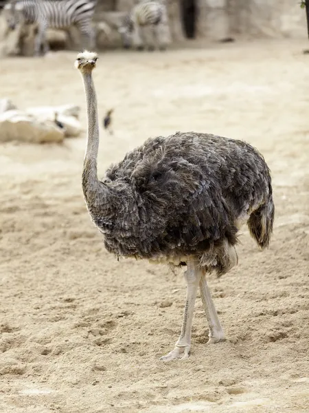 Ostrich walking — Stock Photo, Image