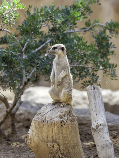 Африканський meerkat — стокове фото