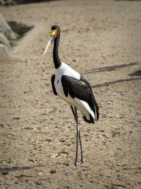 Afrika jaribu