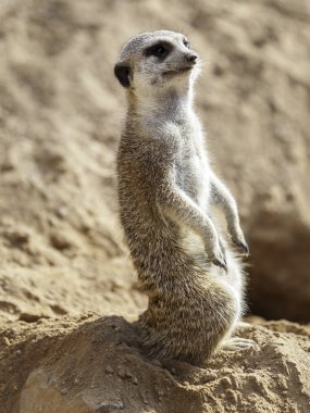 Küçük çöl faresi