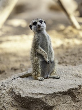 Küçük çöl faresi