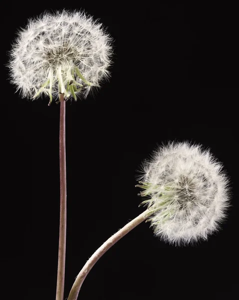 Dandelion on black background — Stock Photo, Image