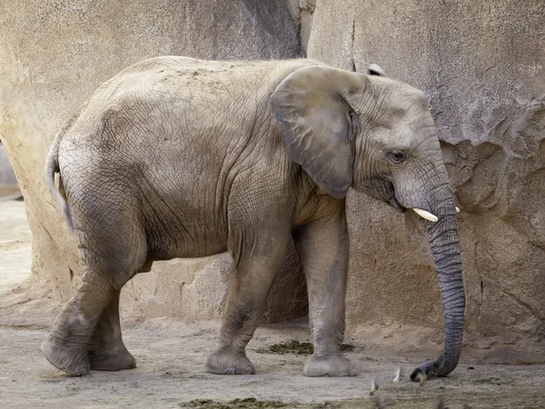 Afrikansk elefant — Stockfoto