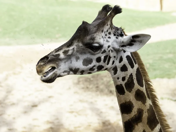 Afrikansk giraff — Stockfoto