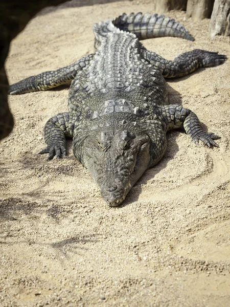 Afrikai krokodil — Stock Fotó