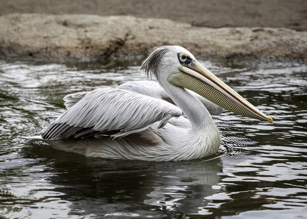 Pelicanen in het wild — Stockfoto