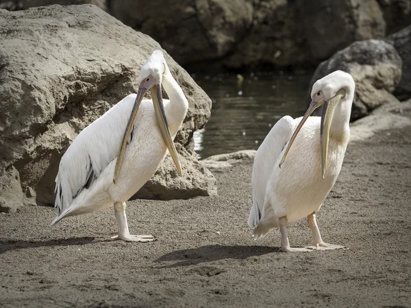 Pelicanos em estado selvagem — Fotografia de Stock