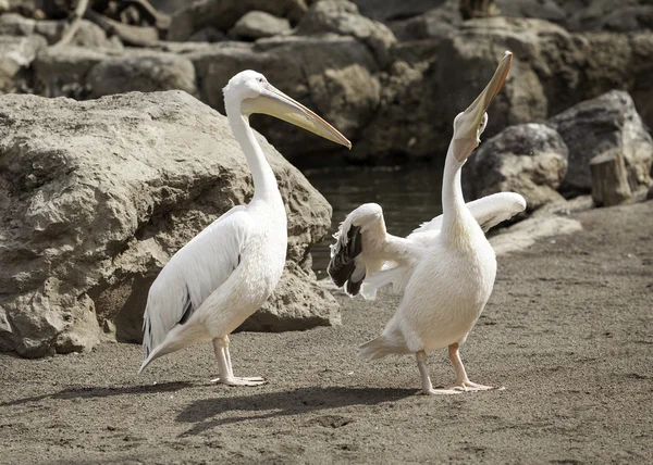 Pelicanos em estado selvagem — Fotografia de Stock