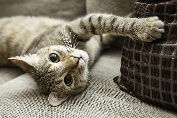 Gatito en su silla —  Fotos de Stock