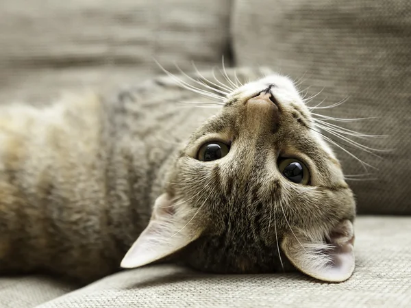 Gatito en su silla —  Fotos de Stock