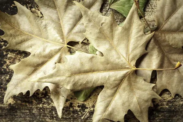 Immagine concettuale dell'autunno — Foto Stock