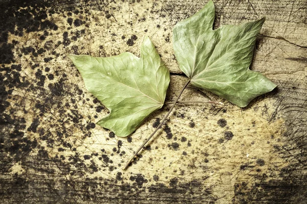 Imagem conceitual sobre outono — Fotografia de Stock