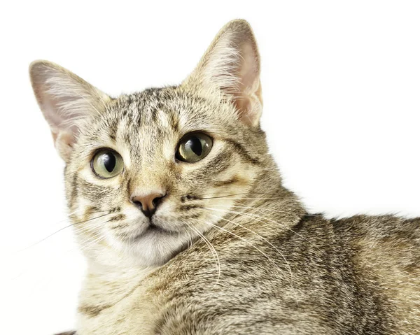 Kotimainen kissa — kuvapankkivalokuva