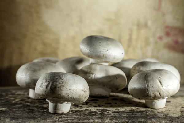 Freshly caught raw mushrooms — Stock Photo, Image