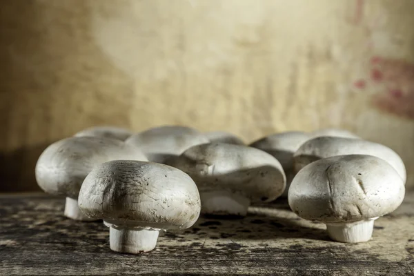 Freshly caught raw mushrooms — Stock Photo, Image