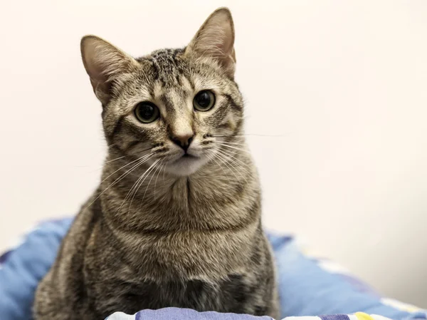 Hermoso gatito en su cuna —  Fotos de Stock