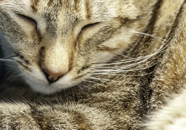 Gatito dormido —  Fotos de Stock