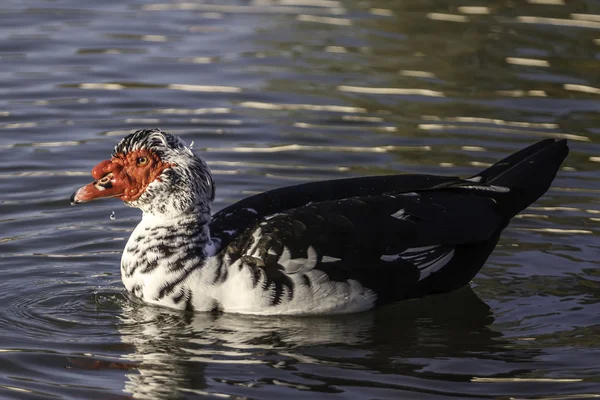 Muscovy duck — Stock Photo, Image