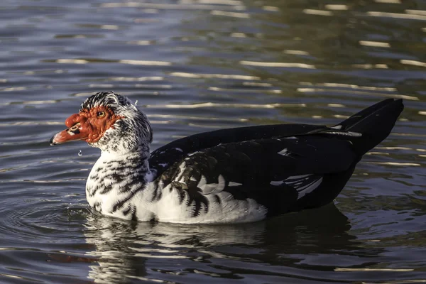 Pato-mostarda — Fotografia de Stock