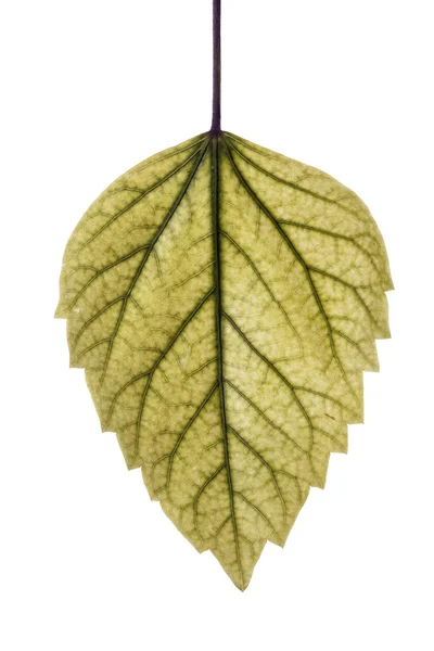 Detalhe de uma folha em fundo branco — Fotografia de Stock