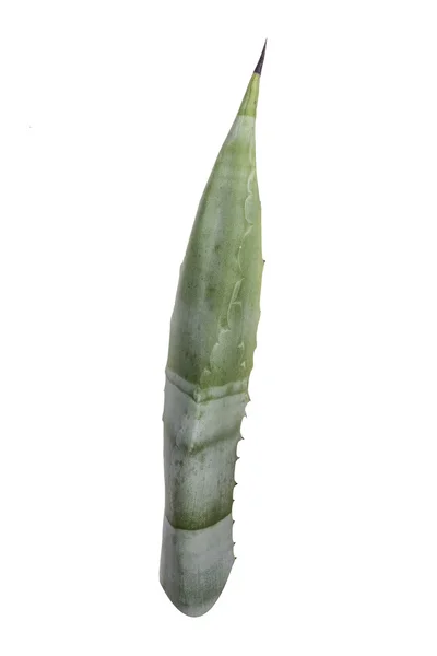 용 설 란 잎 — 스톡 사진