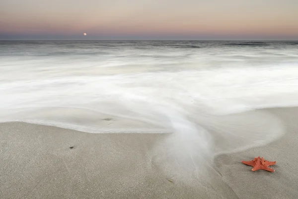 Rozgwiazdy na plaży — Zdjęcie stockowe