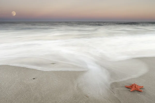 Stelle marine sulla spiaggia — Foto Stock